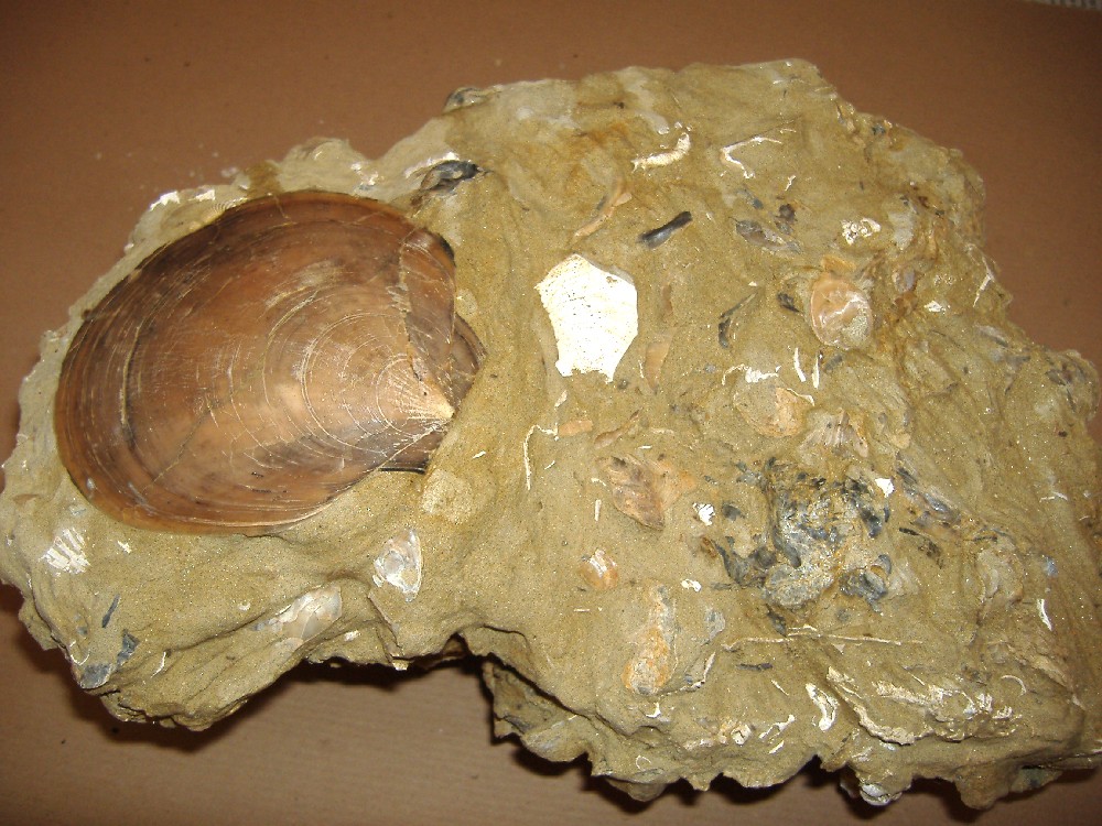 Amusium cristatum (Bronn, 1828) - Pliocene - Asti
